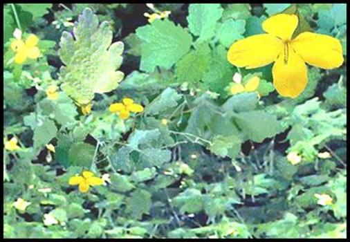 behandling av psoriasis celandine