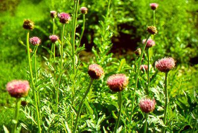 Leuzea safflower pris