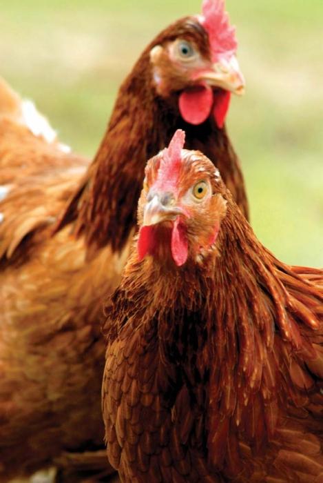 sykdommer av høne høner