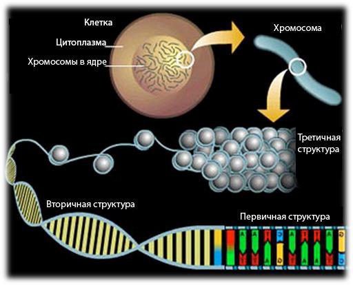 komparativ karakteristisk for DNA og RNA