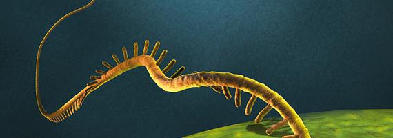 karakteristisk for DNA og RNA